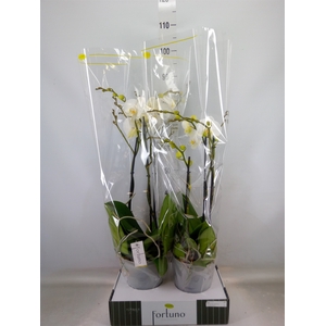 Phalaenopsis   ...white
