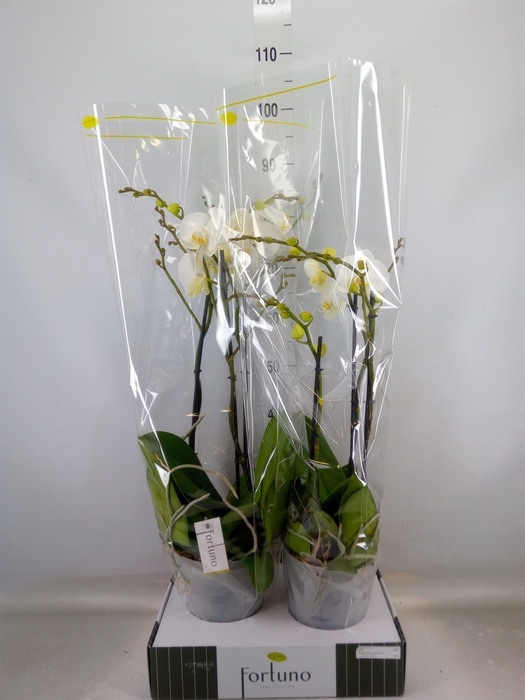 <h4>Phalaenopsis   ...white</h4>