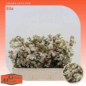 Chamelaucium Ella