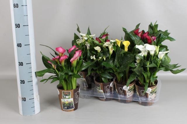 <h4>ZANT GEM 6 KL</h4>