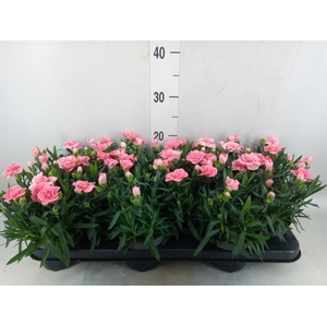Dianthus  'Oscar Pink'