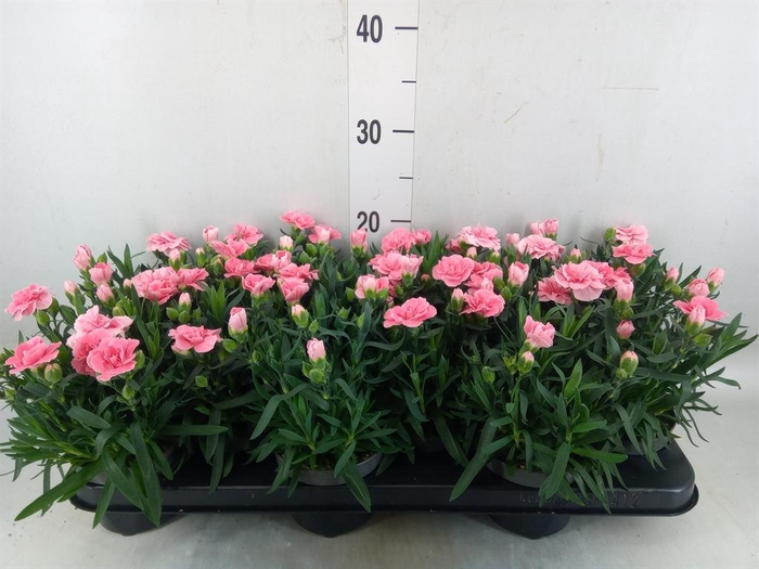 <h4>Dianthus  'Oscar Pink'</h4>