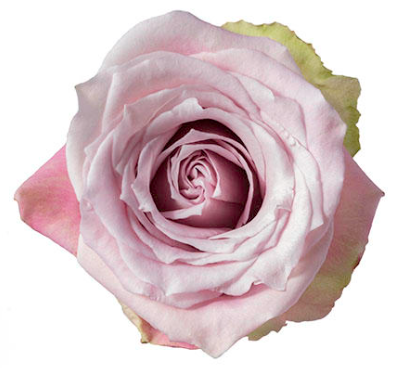 <h4>R Gr Faith Pink 70cm EC</h4>