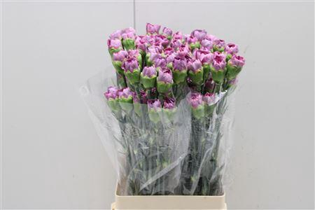 <h4>Di St Hypnose</h4>