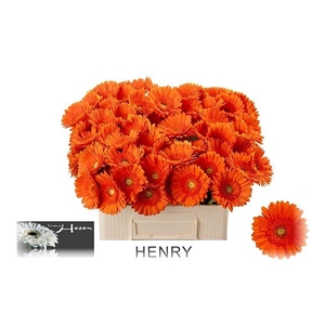 GE MI HENRY