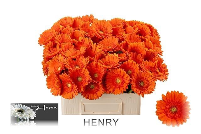 <h4>GE MI HENRY</h4>