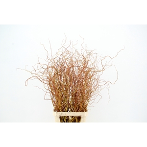 SALIX GOLDEN CURLS