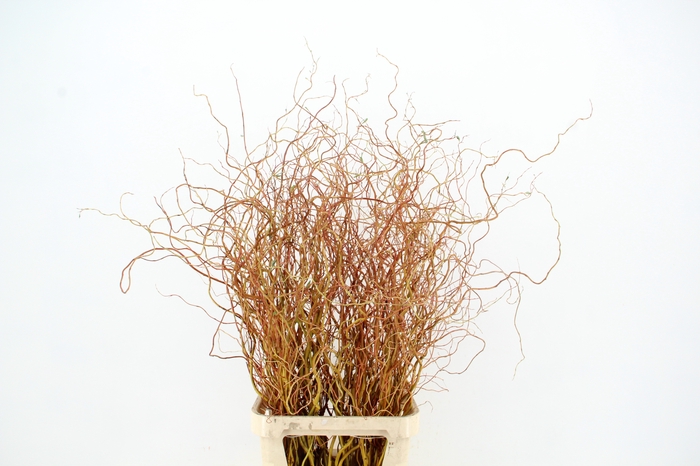 <h4>SALIX GOLDEN CURLS</h4>