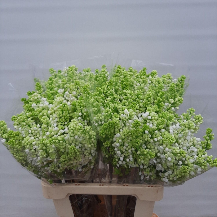 <h4>SYR V MME FL STEPMAN</h4>