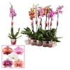 Phalaenopsis 1 tak 9+ mix (Scenza)