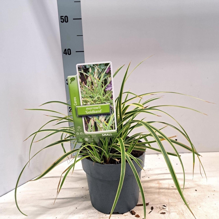 <h4>Carex morrowii</h4>