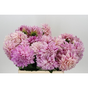 Dahlia Café Au Lait Twist