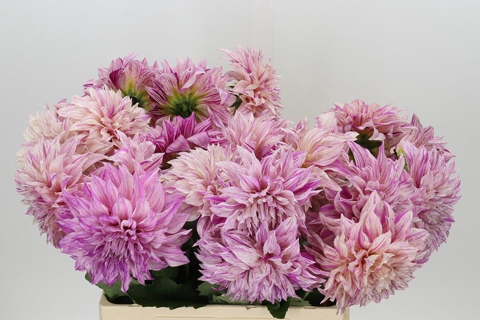 <h4>Dahlia Café Au Lait Twist</h4>