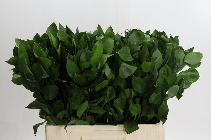 <h4>Ruscus Hypophyllum</h4>