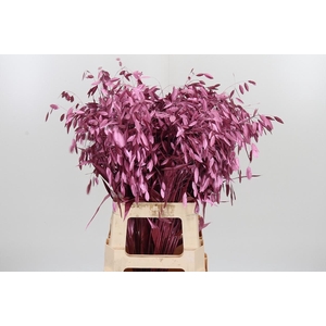Chasmantium Kl Bh Metallic Rose