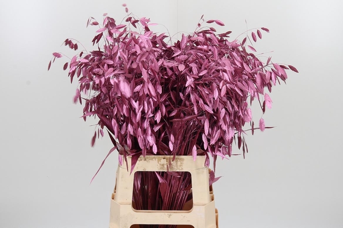 <h4>Chasmantium Kl Bh Metallic Rose</h4>