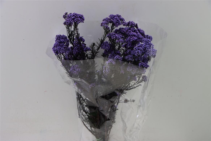 Dried Ozothamnus Lavender Bunch Slv
