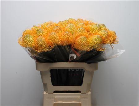 <h4>Leuco Catherina</h4>