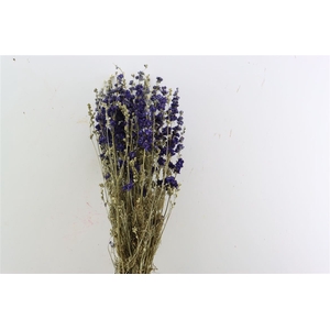 Dried Delphinium Blue Extra Bunch