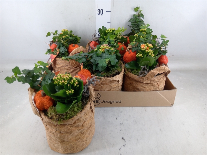 <h4>Planten  ..in schaal L%</h4>