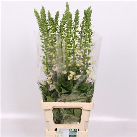 <h4>DIGI CAMELOT LAVEND</h4>