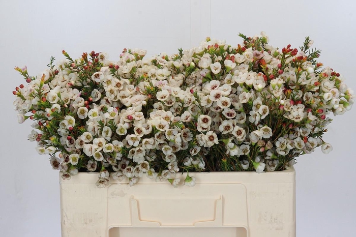 <h4>Chamelaucium Moonlight Delight</h4>