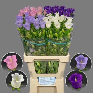 Campanula medium gemengd