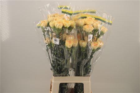 <h4>Di St Natalia</h4>