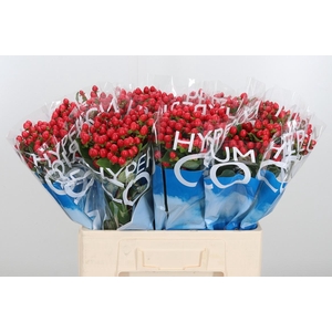 Hyp Coco Rio Rood