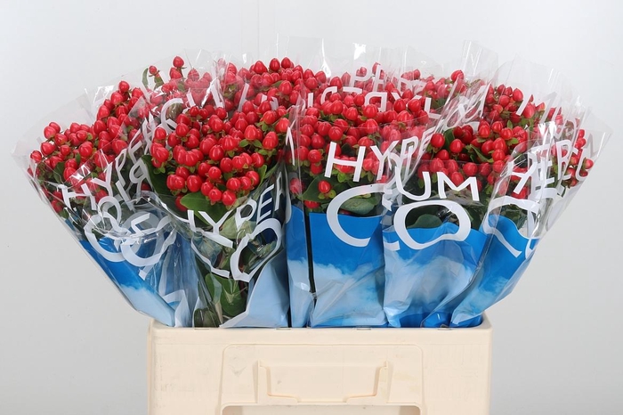 <h4>Hyp Coco Rio Rood</h4>