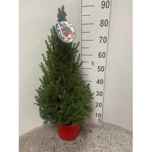 Picea Gl December