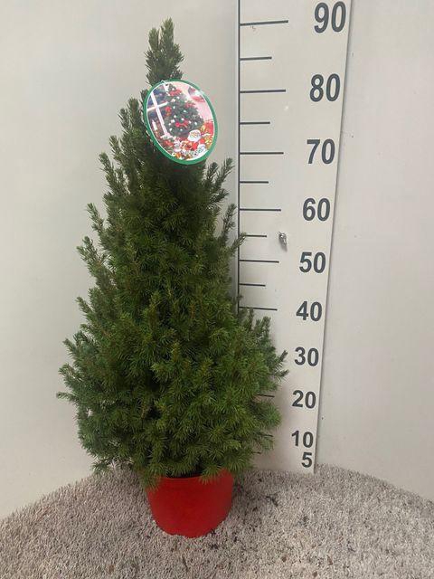 <h4>Picea Gl December</h4>