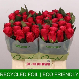 Rosa large tacazzi+