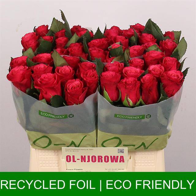 <h4>Rosa large tacazzi+</h4>