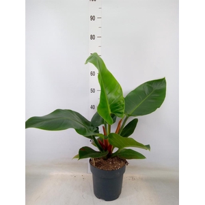 Philodendron  'Imperial Green'