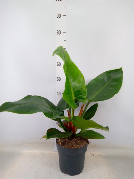 <h4>Philodendron  'Imperial Green'</h4>