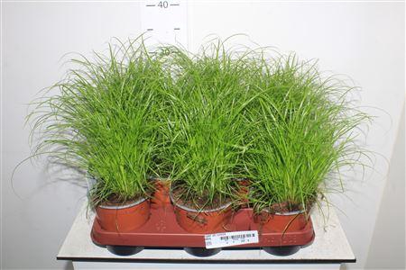 <h4>Cyper Alt Zumula</h4>