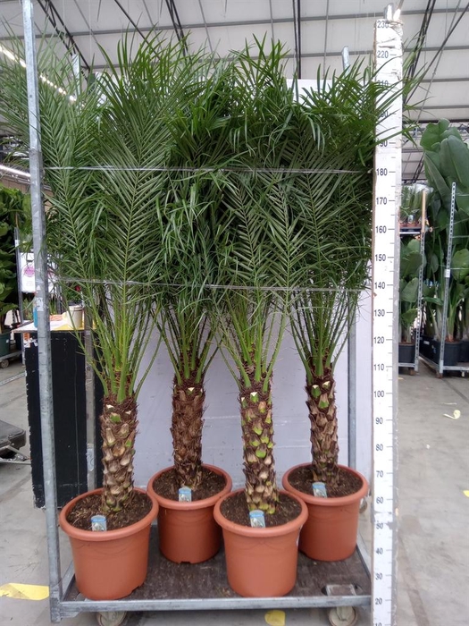 <h4>Phoenix roebelenii</h4>