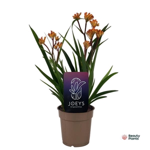 Anigozanthos Beauty Orange®