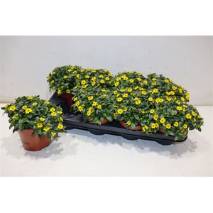 arr8 Sanv Procumbens
