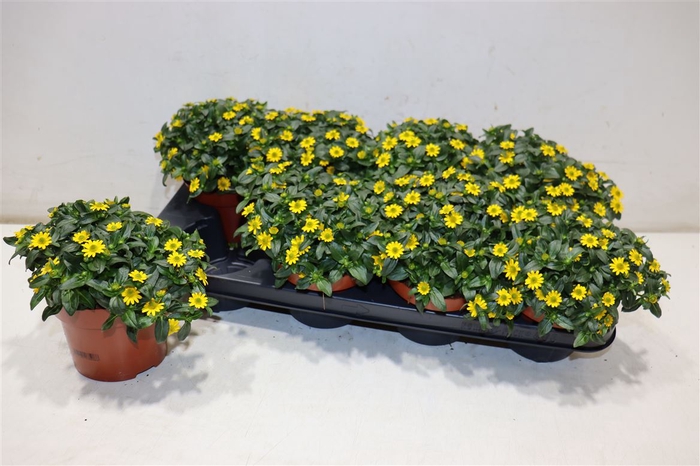 <h4>arr8 Sanv Procumbens</h4>