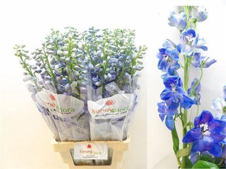 <h4>Delph Du Guard Blue</h4>