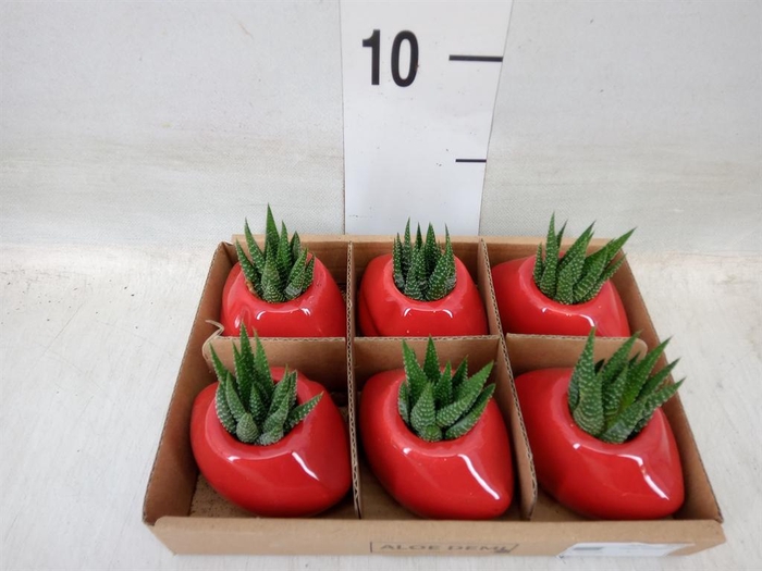 <h4>Succulents   ...</h4>