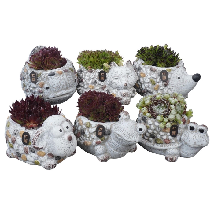 <h4>Arr. Sempervivum L%</h4>