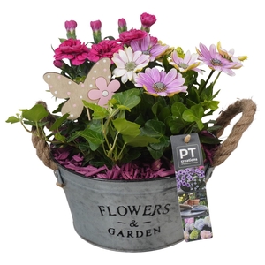PTPP6908 Arrangement Patio in metalen schaal