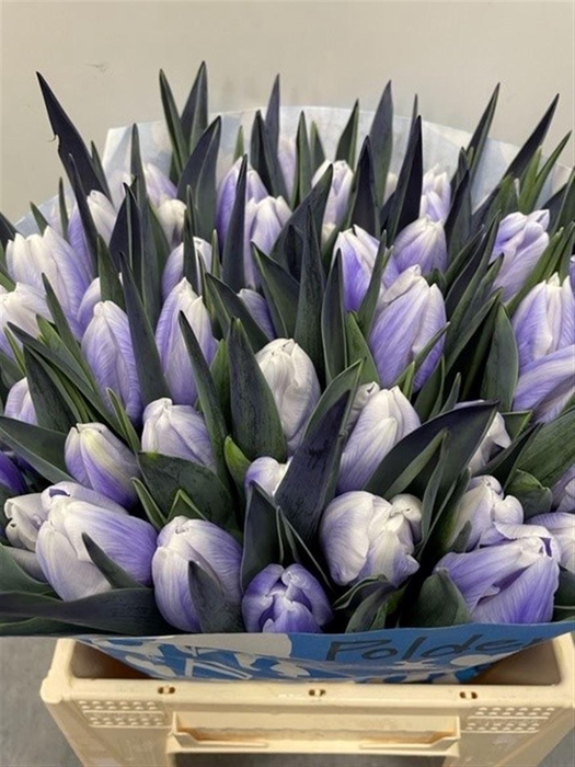 <h4>Tu Kb Pastel Lilac</h4>