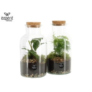 90578: Terrarium arrangement