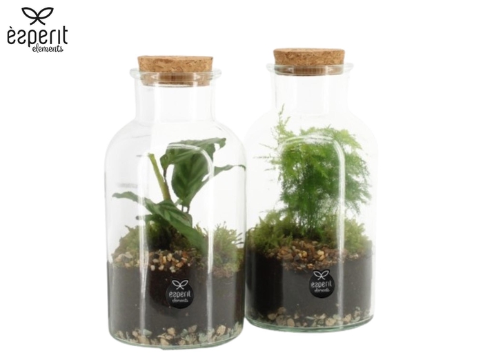<h4>90578: Terrarium arrangement</h4>