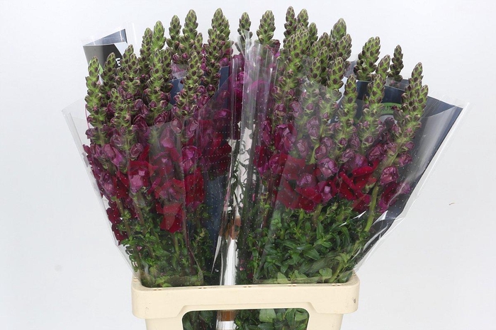<h4>Antirrhinum Potomac Red</h4>