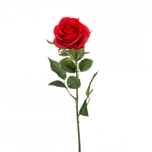 Rosa 65cm